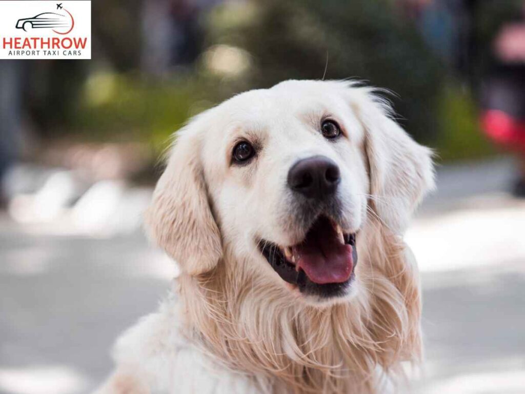 A Guide to Dog Friendly Transfers Through our Taxi Service 