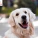 A Guide to Dog Friendly Transfers Through our Taxi Service