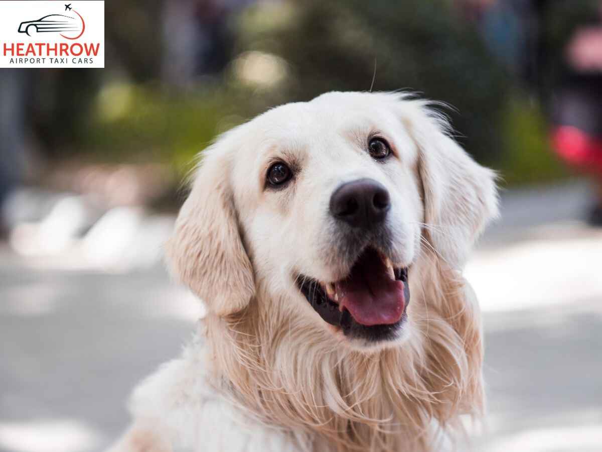 A Guide to Dog Friendly Transfers Through our Taxi Service