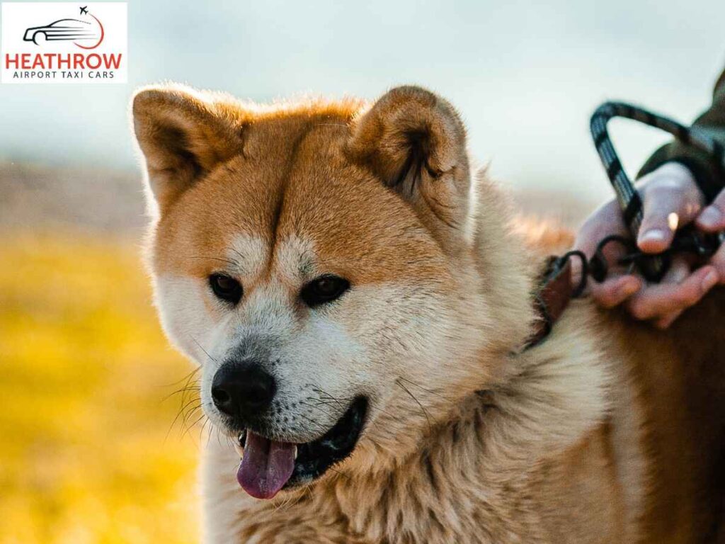 Book Our Pet Friendly Airport Transfer Service 